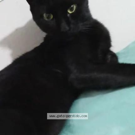 Photo 2/4 Shushu Chat perdu à Huanuco