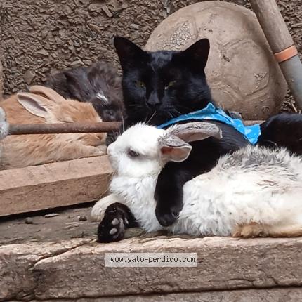 Photo 3/4 Shushu Chat perdu à Huanuco