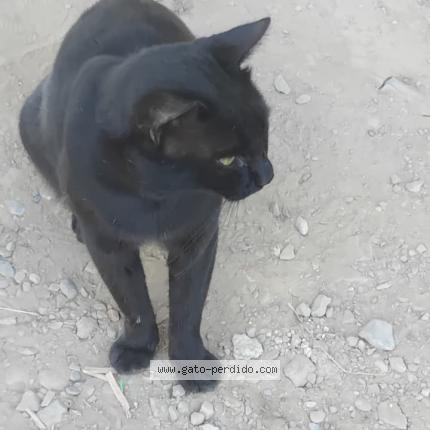 Photo 4/4 Shushu Chat perdu à Huanuco