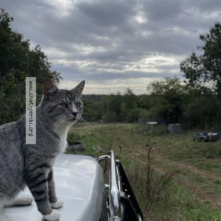 Photo 1/1 Herpès Chat perdu à Le champ st pere