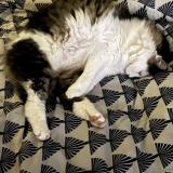 Photo de chat perdu à Saint Barthelemy D Anjiu