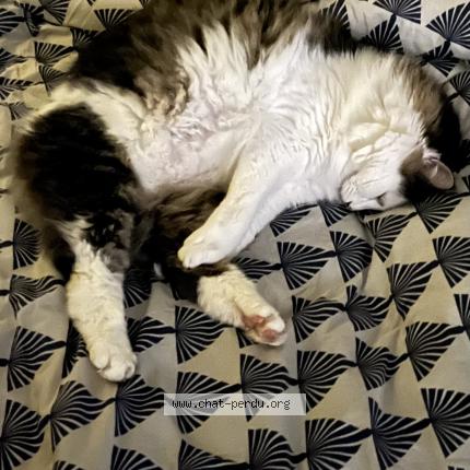 Photo 1/1 Simba Chat perdu à Saint barthelemy d anjiu