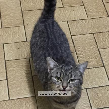 Photo 1/1 Chat trouvé Trouvé à Bazoges en pareds