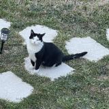 Photo de chat perdu à Villemandeur