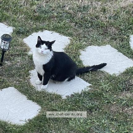 Photo 1/1 Loulou Chat perdu à Villemandeur