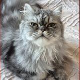 Photo de chat perdu à Saint Pol Sur Mer