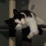 Photo de chat perdu à Audruicq