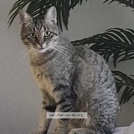 Photo 1/1 Tokyo Chat perdu à Opwijk