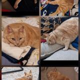 Photo de chat perdu à Beauvais