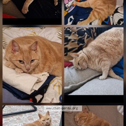 Photo 1/1 Lucky Chat perdu à Beauvais