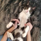 Photo de chat trouvé à Paris