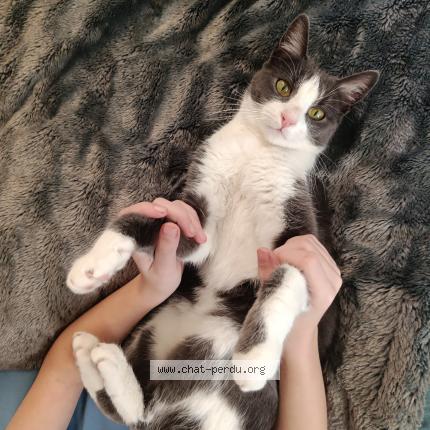 Photo 1/1 Chat trouvé Trouvé à Paris