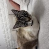 Photo de chat perdu à Venissieux