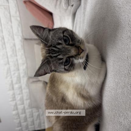 Photo 1/1 Bimo Chat perdu à Venissieux