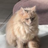 Photo de chat trouvé à Villelongue De La Salanque