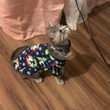 Photo de chat perdu à Richmond