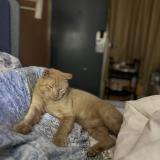 Photo de chat perdu à Tampa