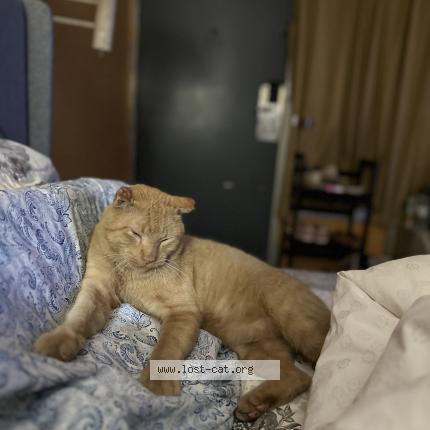 Photo 1/1 Gabbar Chat perdu à Tampa