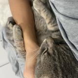 Photo de chat perdu à Saint Jerome