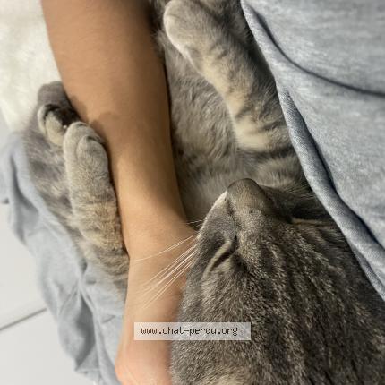 Photo 1/1 Chiro Chat perdu à Saint jerome