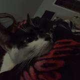 Photo de chat trouvé à Moreno Valley