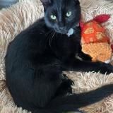 Photo de chat perdu à Bourg Les Valence