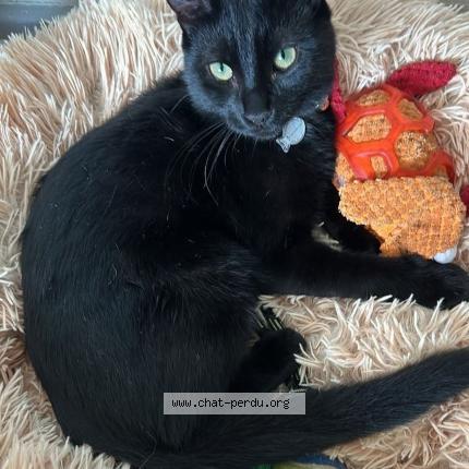 Photo 1/1 Marcuse Chat perdu à Bourg les valence