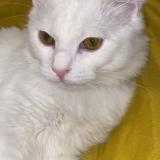 Photo de chat perdu à Rillieux La Pape