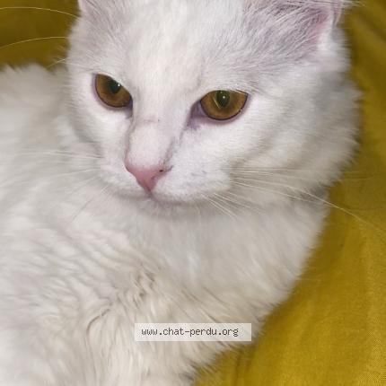 Photo 1/1 Miyu Chat perdu à Rillieux la pape