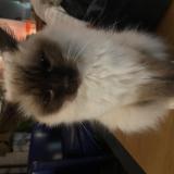 Photo de chat perdu à Aulnay Sous Bois