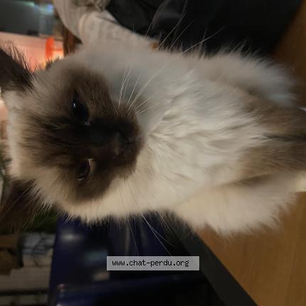 Photo 1/1 Isis Chat perdu à Aulnay sous bois