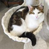 Photo de chat perdu à Bornel