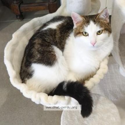 Photo 1/1 Mushu Chat perdu à Bornel