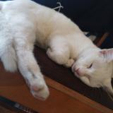 Photo de chat trouvé à Saintes