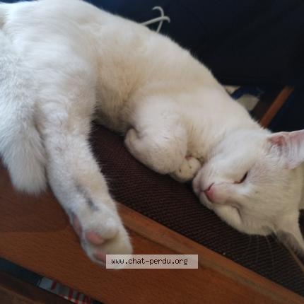 Photo 1/1 Chat trouvé Trouvé à Saintes