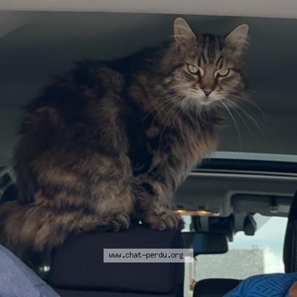 Photo 1/1 Pablo Chat perdu à Criquiers