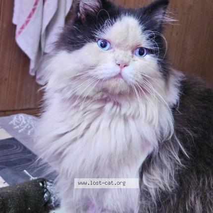 Photo 1/1 Chat trouvé Trouvé à Noida