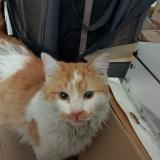 Photo de chat trouvé à Toulouse