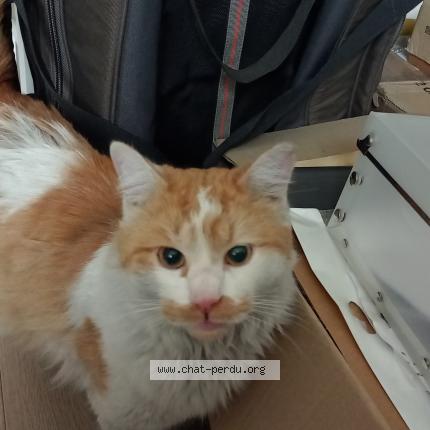 Photo 1/1 Chat retrouvé Trouvé à Toulouse