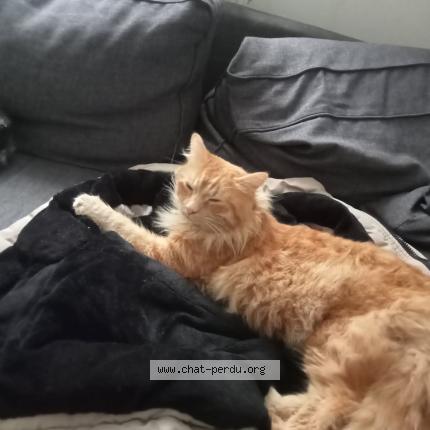 Photo 1/1 Chat retrouvé Perdu à Rouvroy