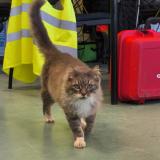 Photo de chat trouvé à Doue La Fontaine