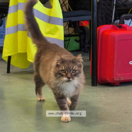 Photo 1/1 Chat trouvé Trouvé à Doue la fontaine
