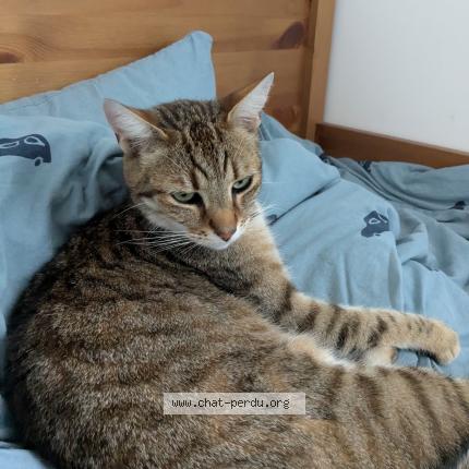 Photo 1/1 NEKO Chat perdu à Nantes