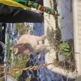 Photo de chat trouvé à Oyonnax