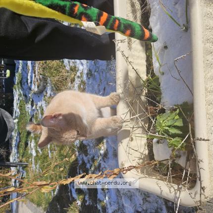 Photo 1/1 Chat retrouvé Trouvé à Oyonnax