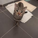 Photo de chat perdu à Talence