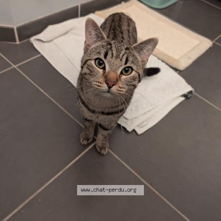 Photo 1/1 Chat retrouvé Perdu à Talence