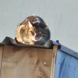 Photo de chat trouvé à Cavigny