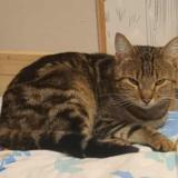 Photo de chat perdu à Saint Benoit Sur Loire