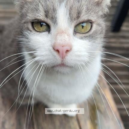 Photo 1/1 Happy Chat perdu à Tosse